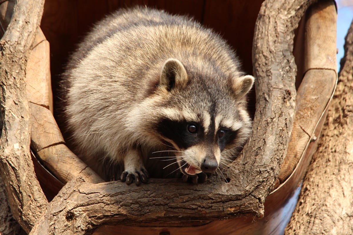 What does it mean when a raccoon barks - Hawkeye Bird & Animal Control