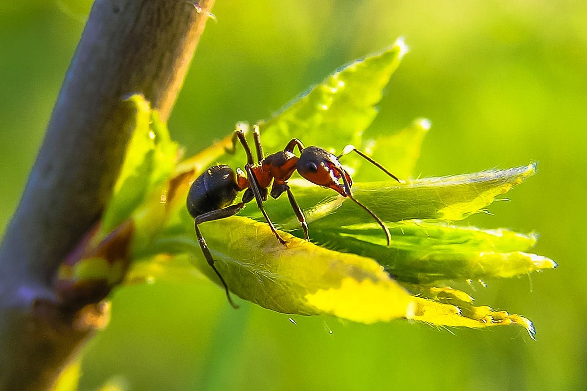 Don’t Blame Each Other for Anything. Just Ask: “Who Shook the Jar of Ants?”