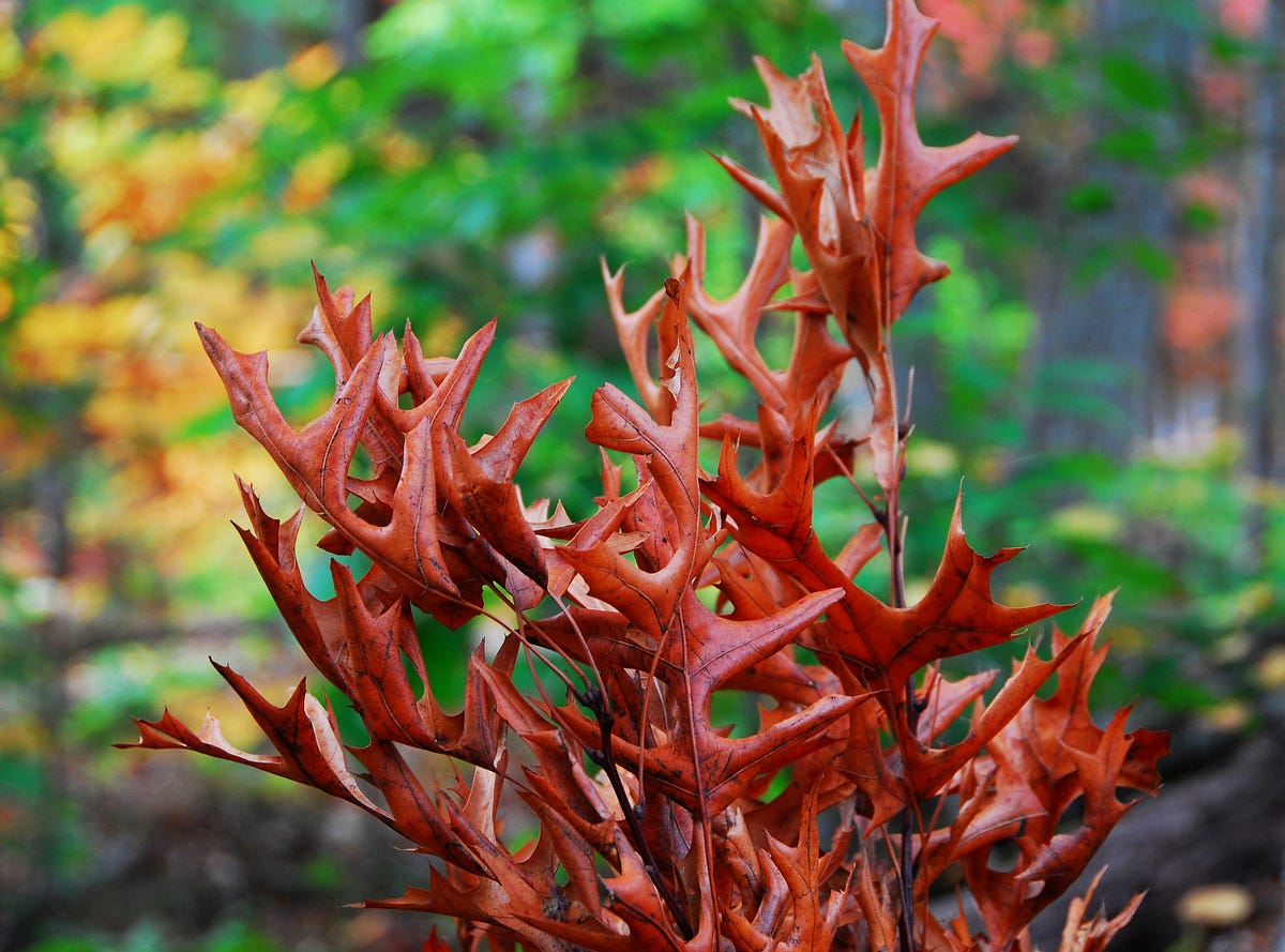 2024 Nature Photography Calendar Now Available On Etsy I Now Have My 2024-nature-photography-calendar-now-available-on-etsy-i-now-have-my