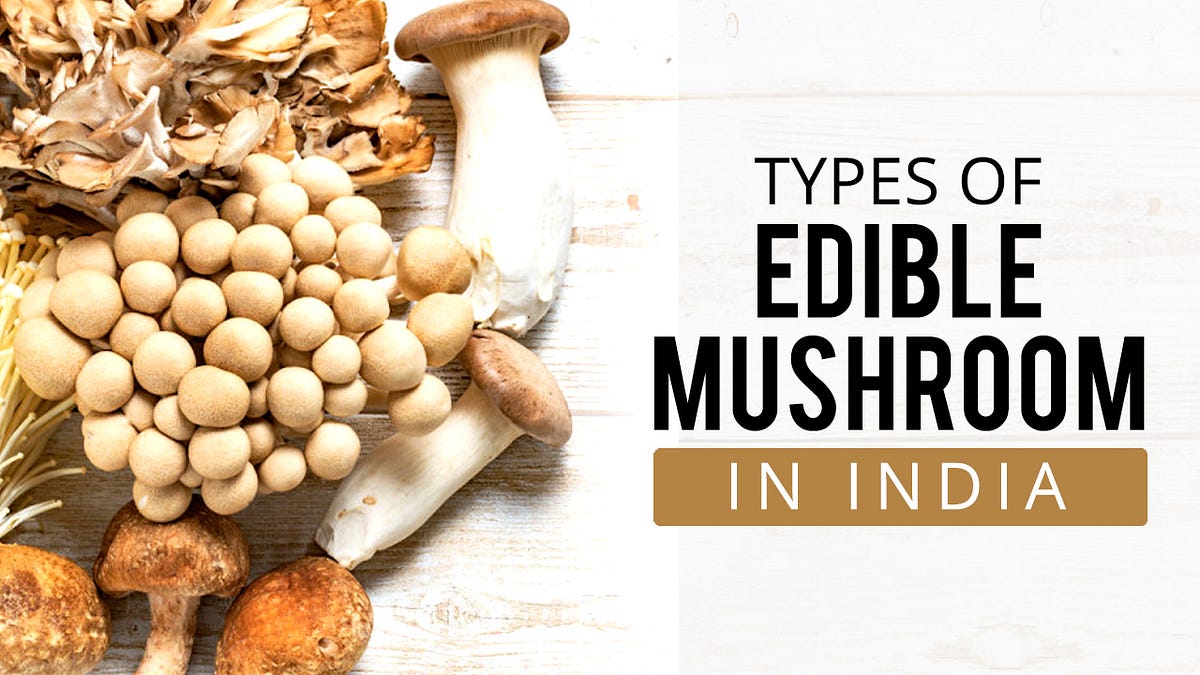 16 Different Types of Mushrooms - Most Common Edible Mushrooms