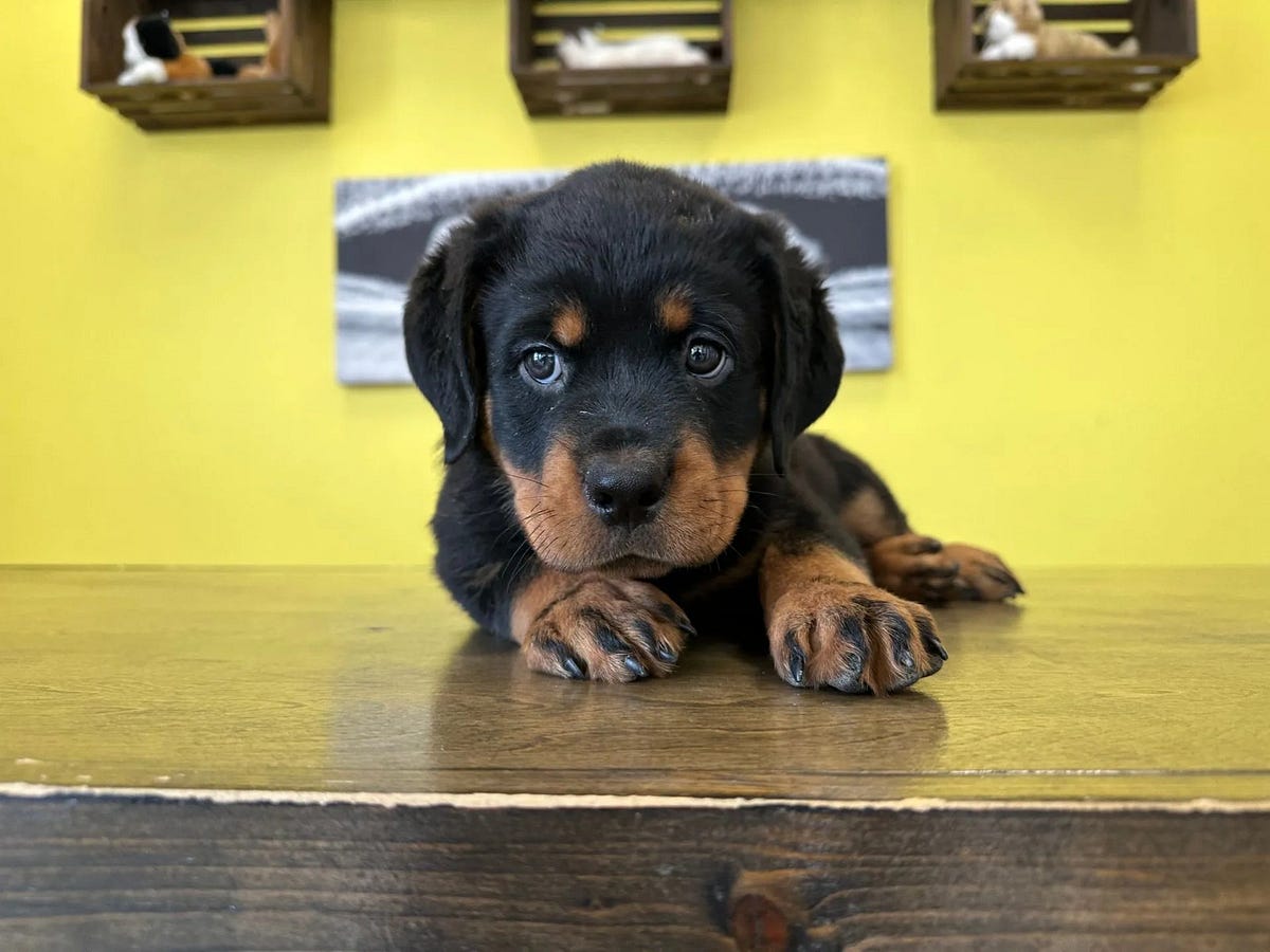 Rottweiler Puppies For Sale NY Westchester Puppies & Kittens Medium