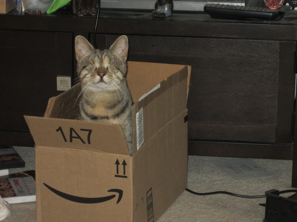 Why Cats Sit in Boxes. and other weird things cats do by Nancy Parish The Haven Medium