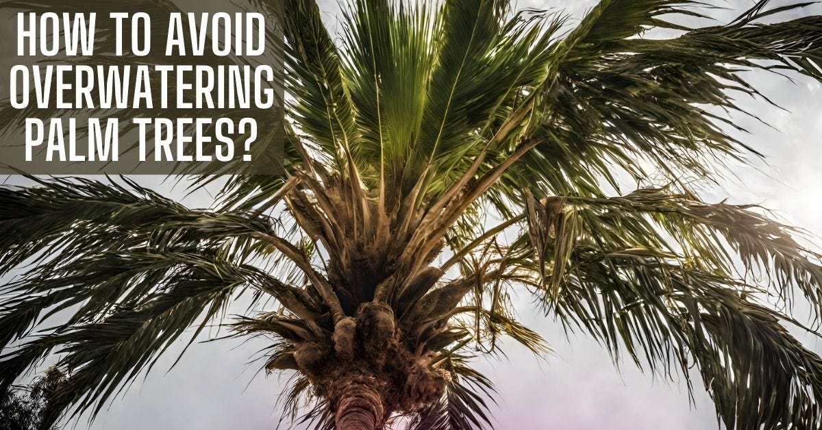 signs of overwatering palm trees