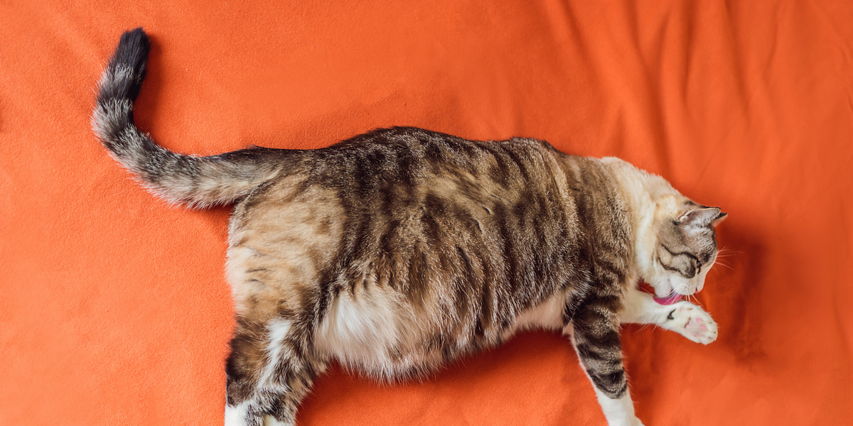 4 Ways to Quantify Fat Tails with Python | by Shaw Talebi | Towards ...