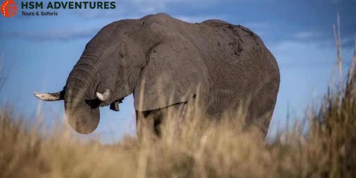 Best Chobe Day Trip from Livingstone with HSM Adventures Tours and Safaris