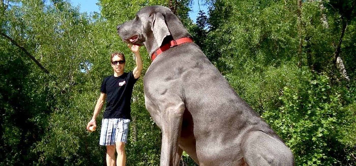10 Biggest Dog Breeds in the World by Fakhar Hayaat Medium
