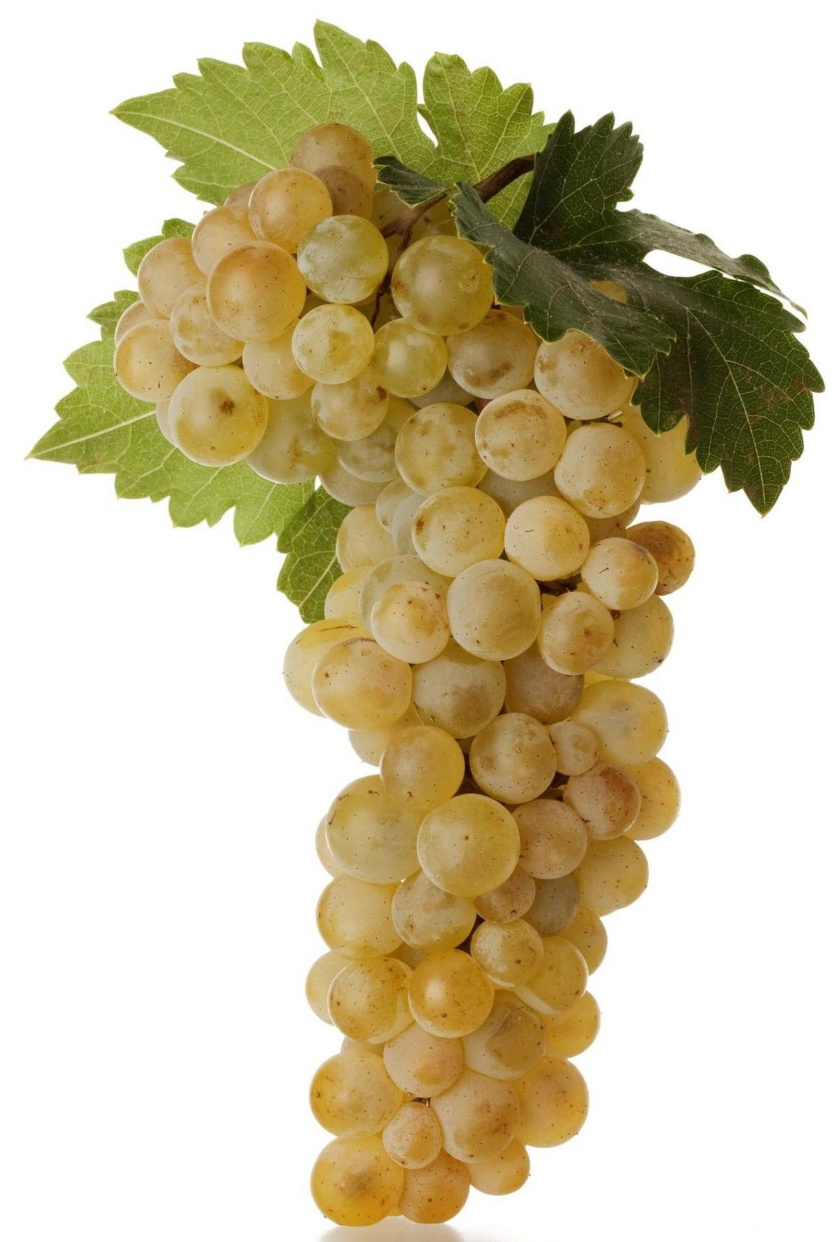 виноград московский белый безукрывной. виноград монарх хризолит. лучший белый виноград. виноград мускат московский. лучший белый виноград.