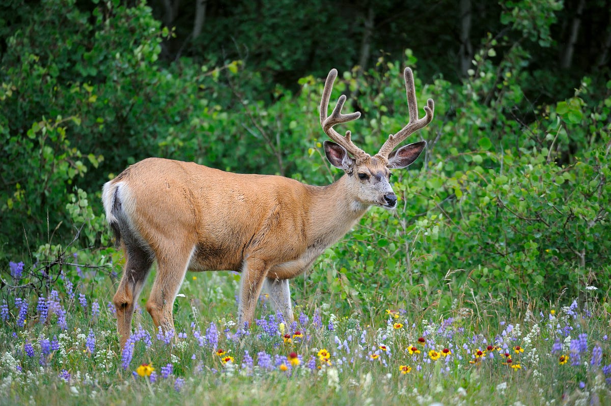 10 Deer Hunting Mistakes and How to Avoid Them | by Samantha Cromwell ...
