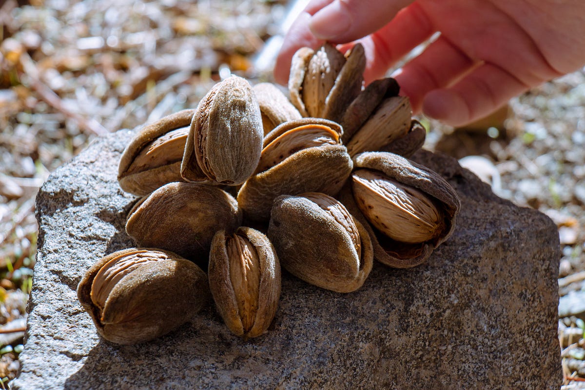 Where Do Your Nuts Come From?. The edible nut supply chain is complex… by Teresa Ha Medium