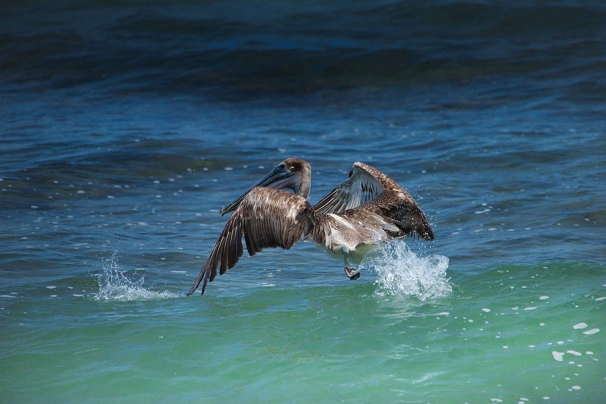 Pelican Swim Buddies - The Daily Cuppa - Medium