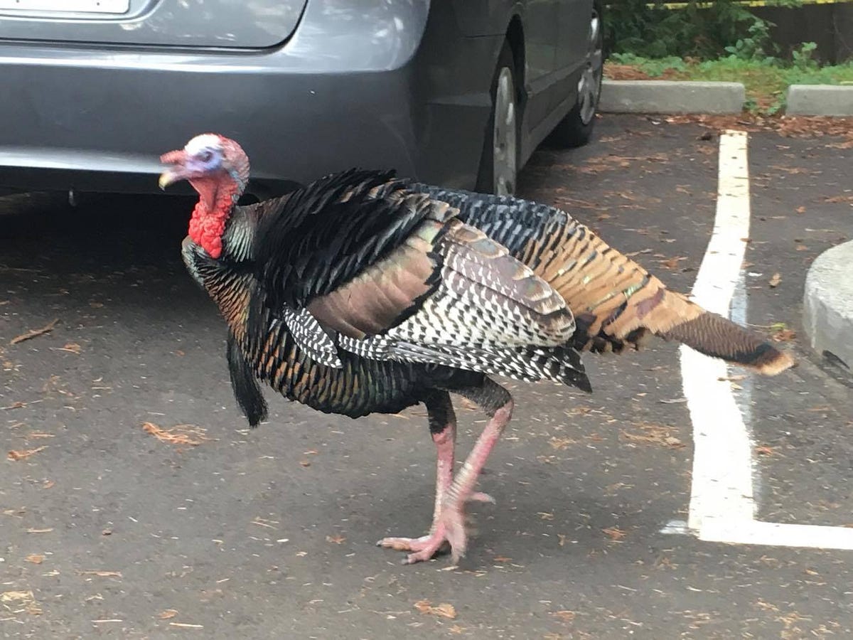 Why Are Wild Turkeys So Prevalent in the Bay Area?