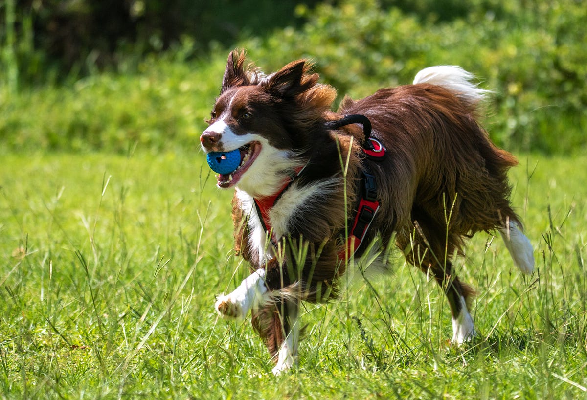 Top 10 Dog Training Tips Every Owner Should Know by William Jan