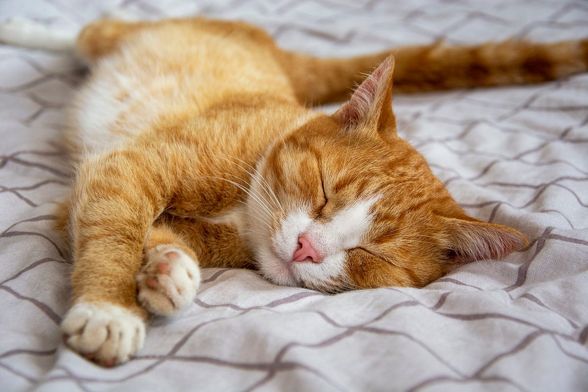 My Precious Toby by Abdullah Hamze Medium