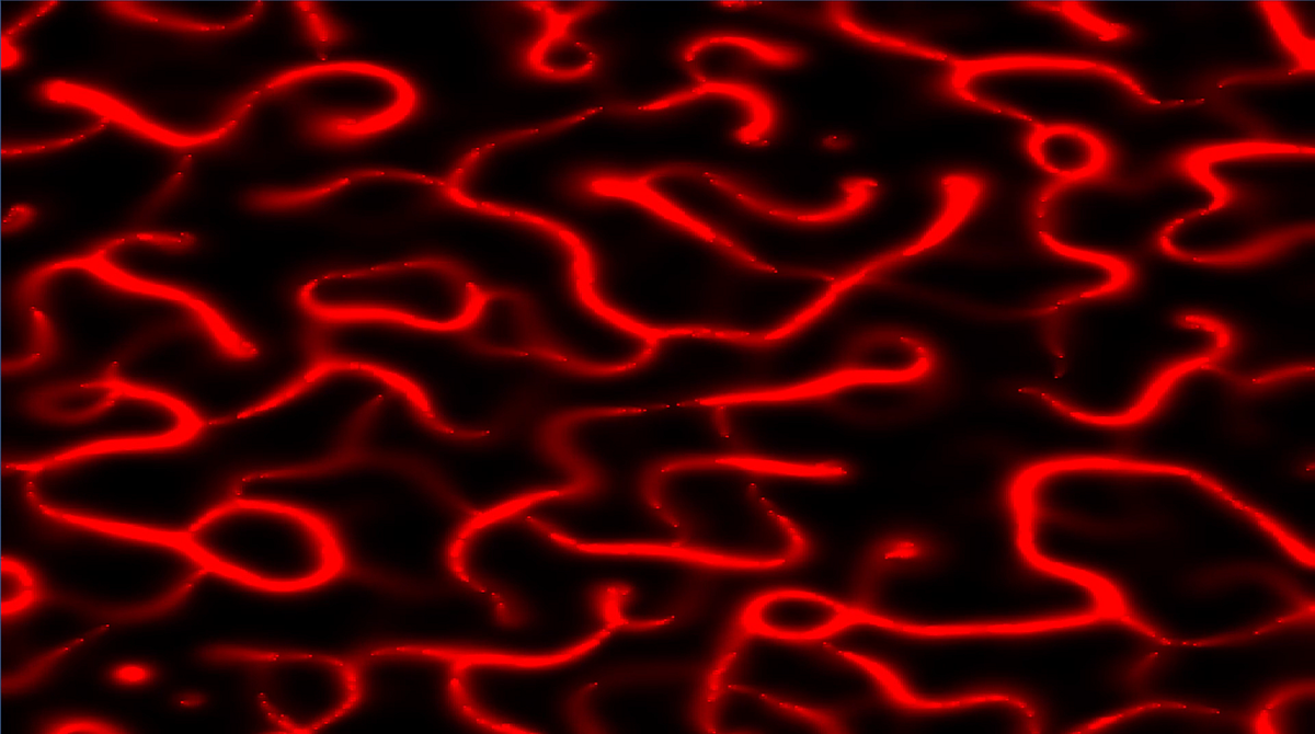 Slime Simulation. Physarum polycephalum, commonly known… | by Naveen ...