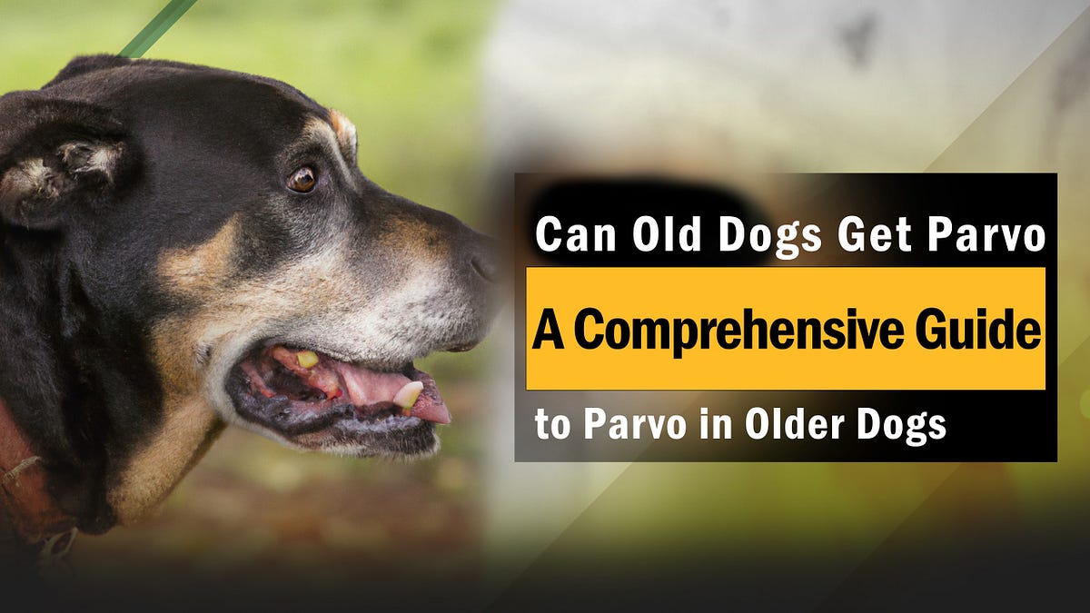 Parvo In Goats A Comprehensive Guide For Owners - lw08k7e