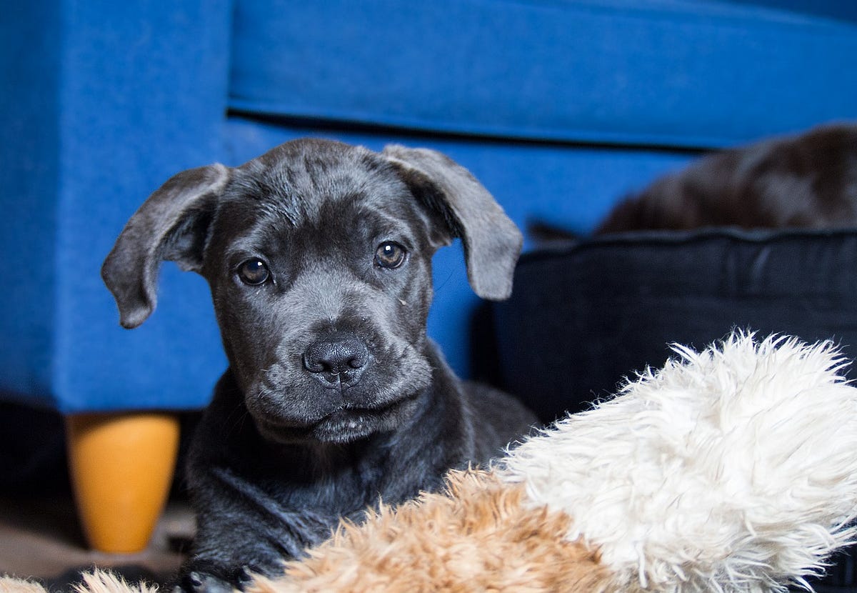What To Buy For A Cane Corso Puppy?, by Dog Lovers Club