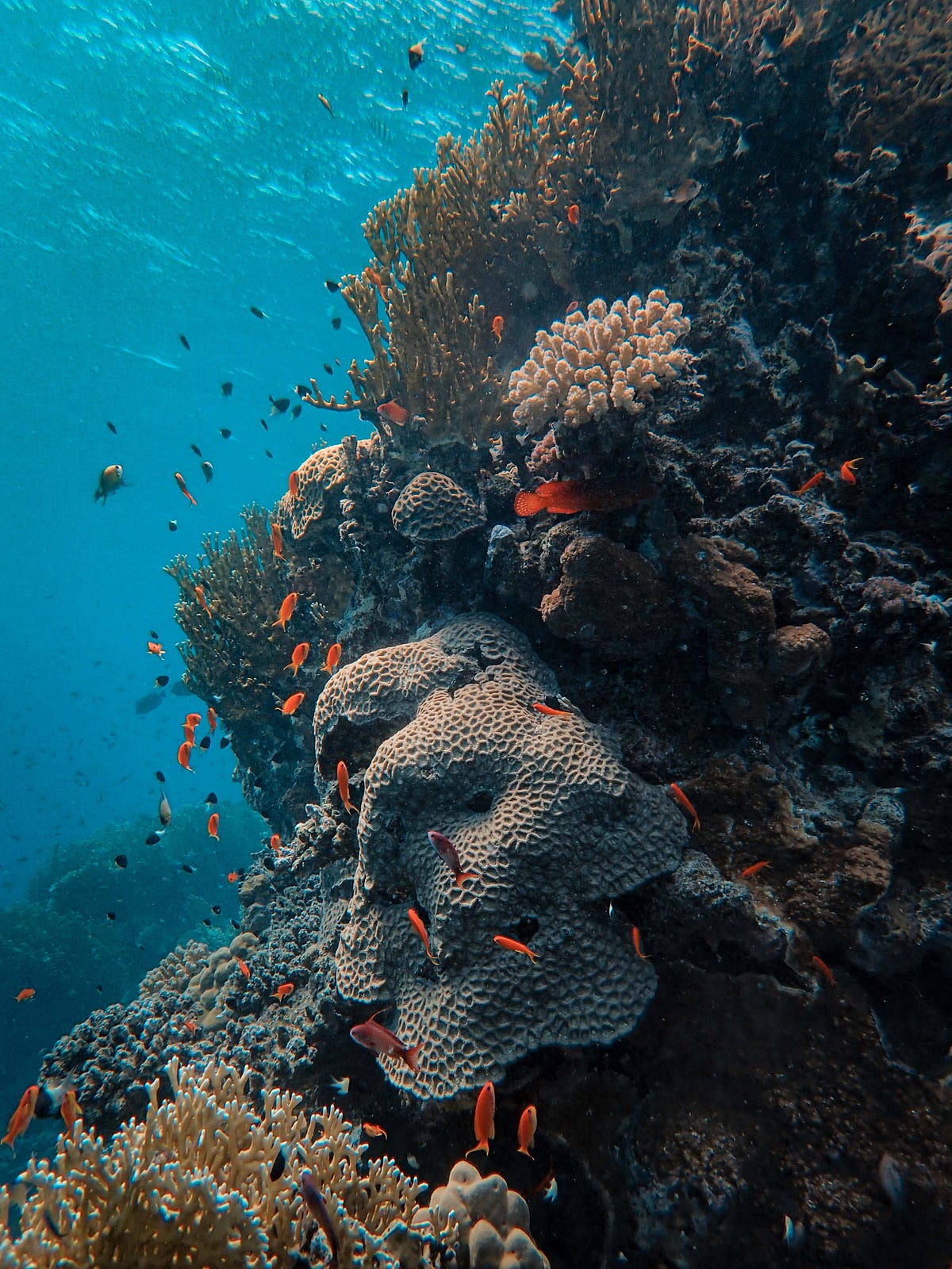 Deep Learning on Underwater Marine Object Detection | by Kanishk ...