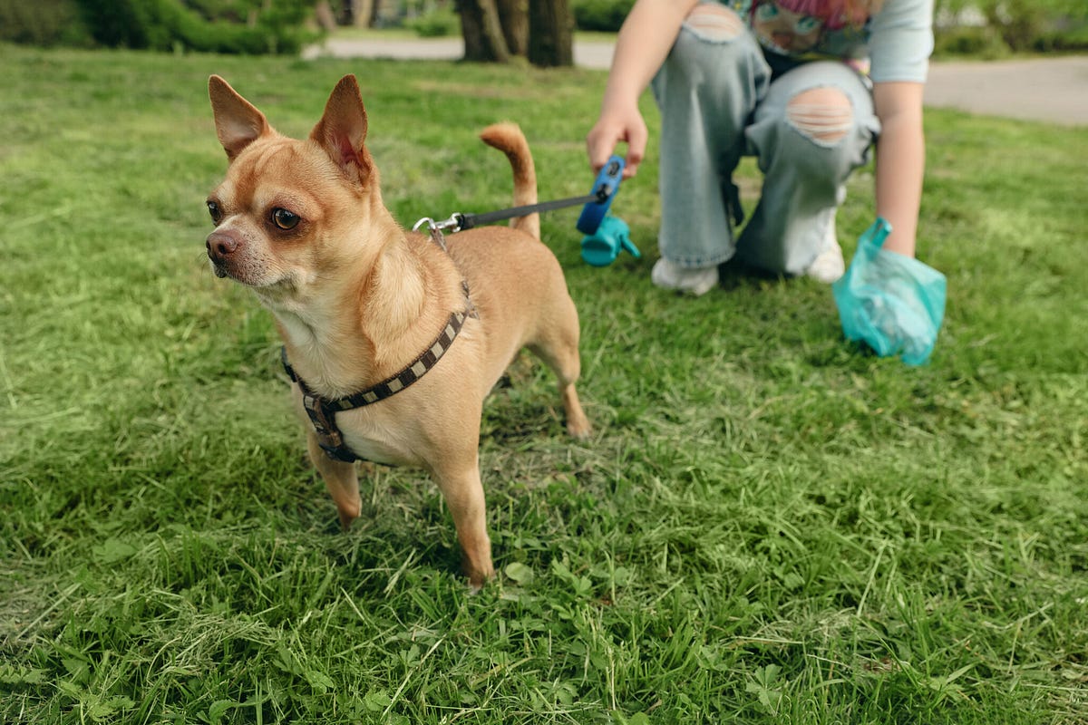 Get the Best Dog Poop Removal in Scottsdale by Maggies Scooperstars