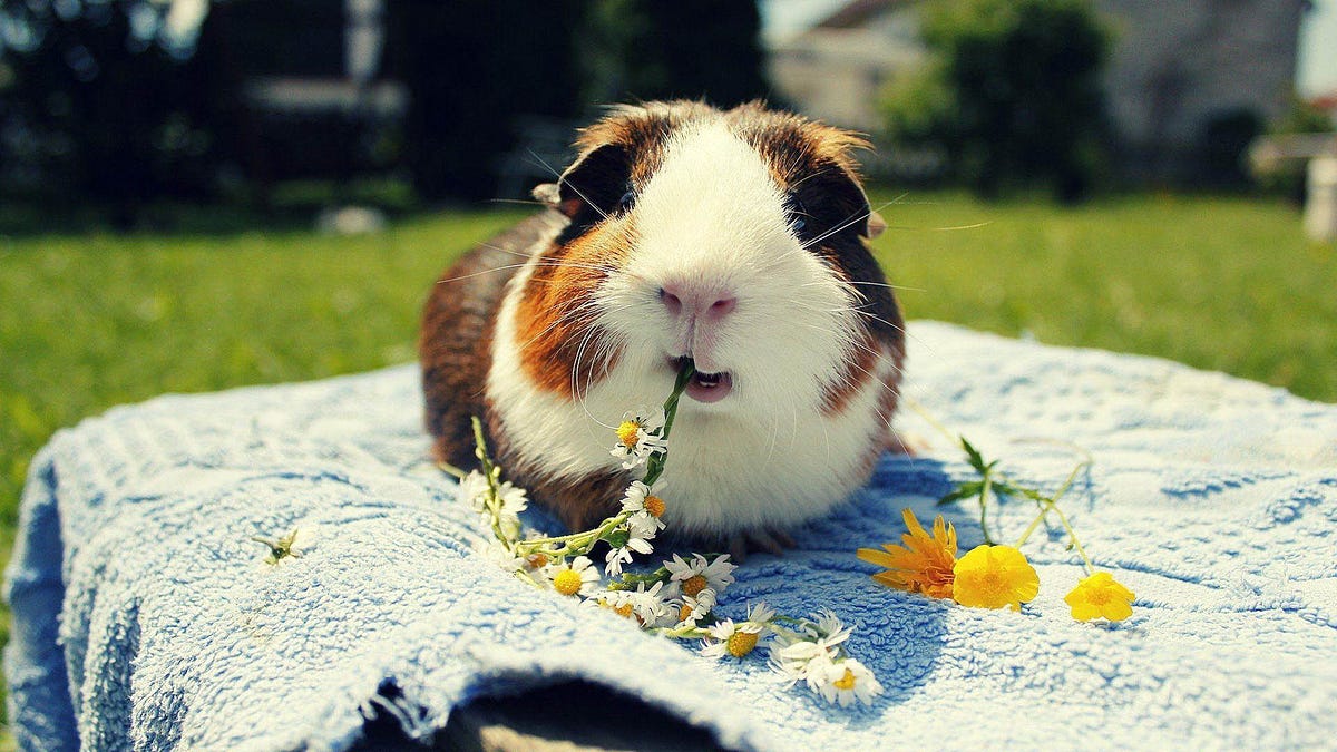 How should a beginner care for a guinea pig? by Make Yourself