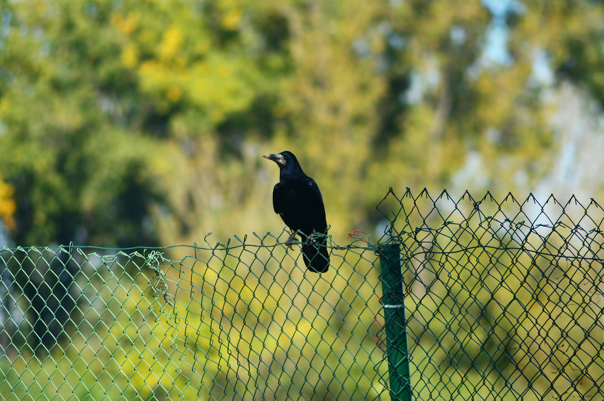 What is the Cheapest Way to Build a Privacy Fence? by Home Security