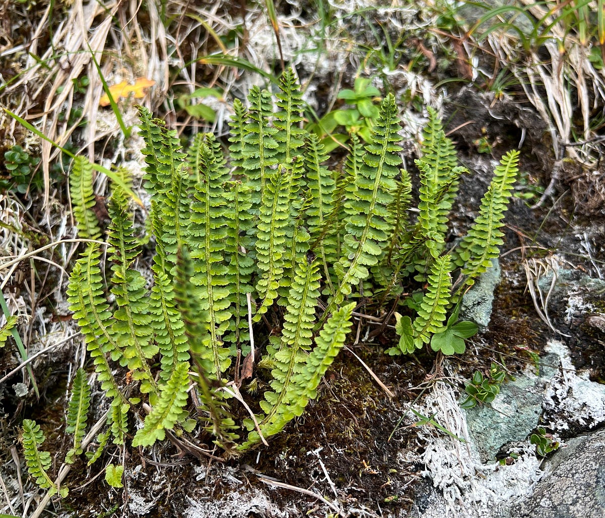 The Quest to Find an Endangered Fern by U.S.Fish&Wildlife Alaska Medium
