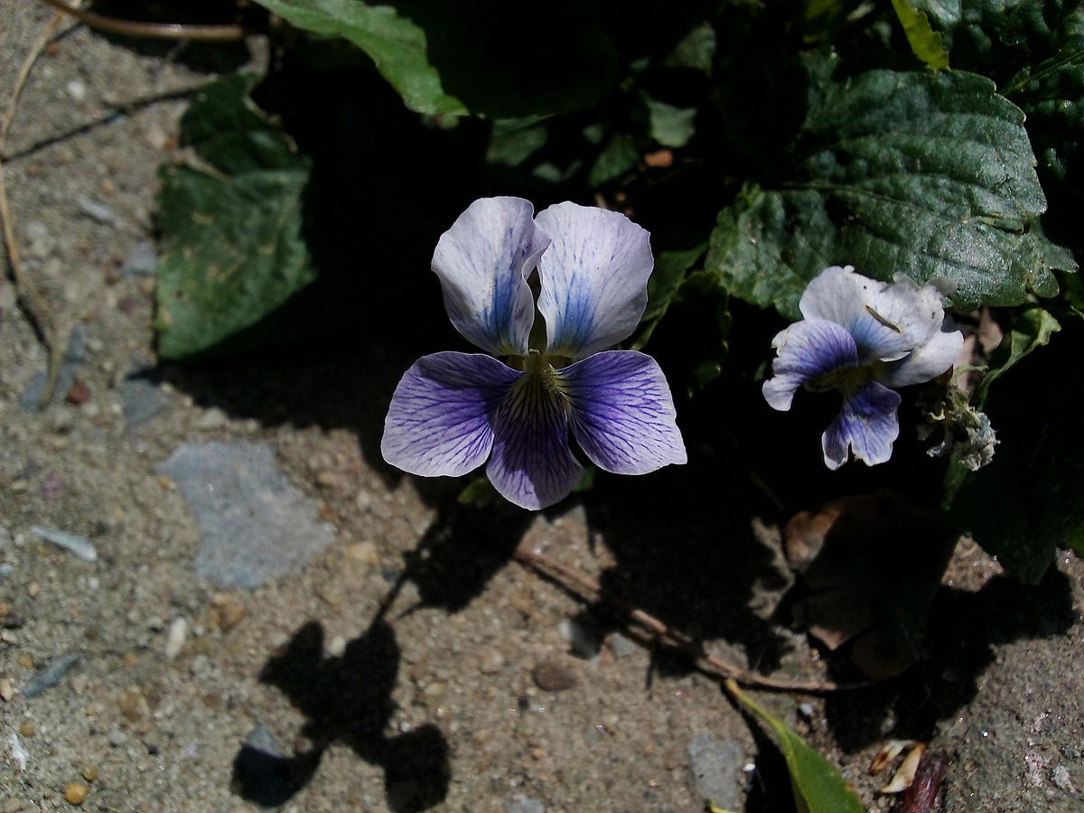 Are Violets Really Blue?. A debate about colors taught me a very… by