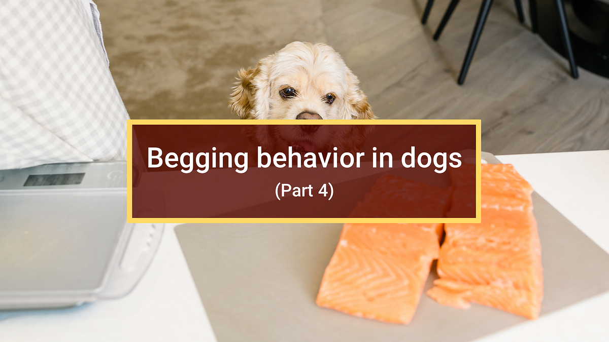 How to stop your dog from begging for food? (Part 4 Dog Behavior