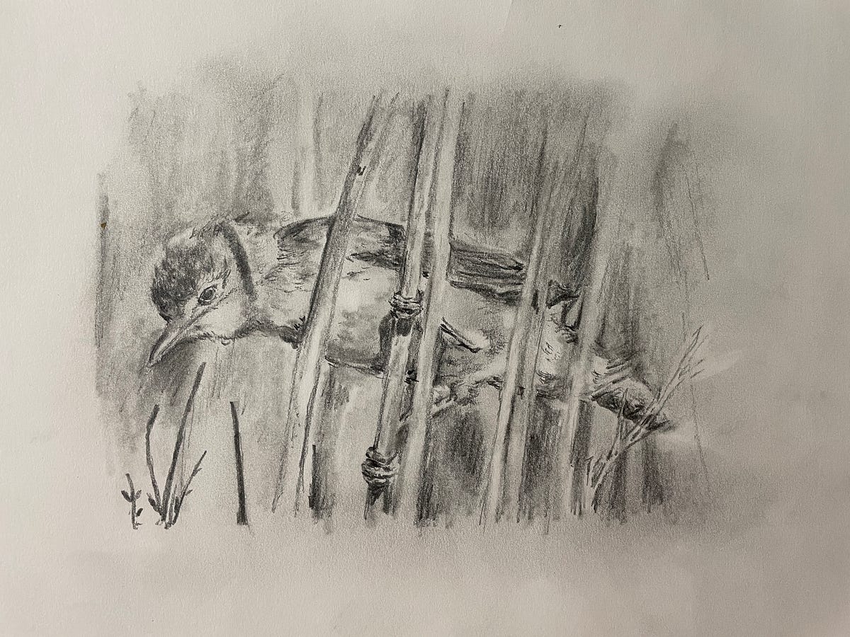 Drawing Upon Life & Love. In response to Weeds & Wildflowers July… by