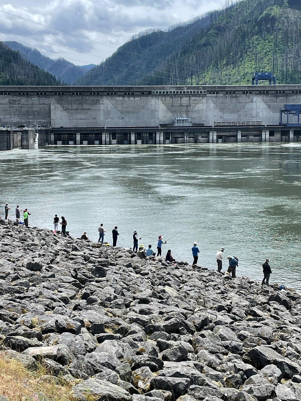 Columbia River shad run tops 1.5 million with more streaming toward Bonneville Dam for excellent