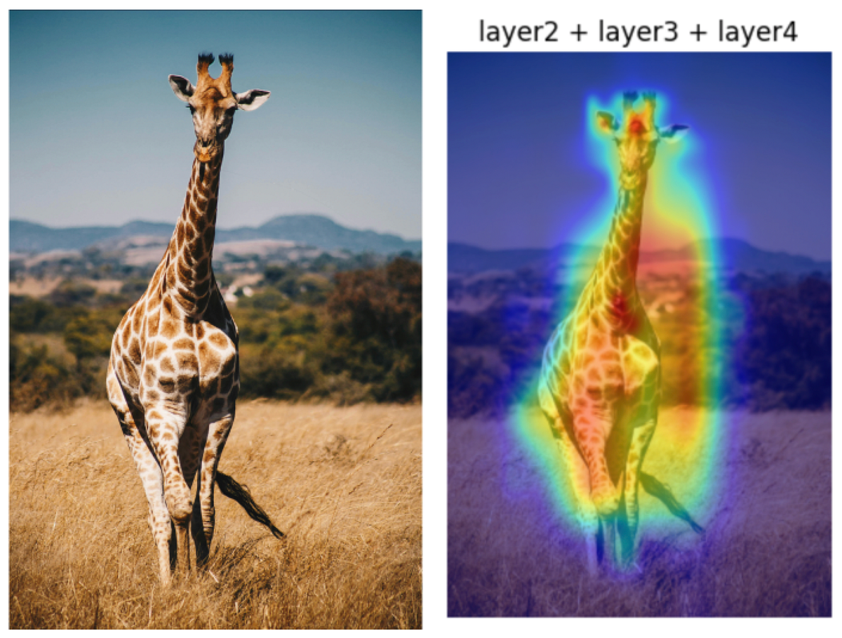 easy-explain: Explainable AI with GradCam | by Stavros Theocharis ...