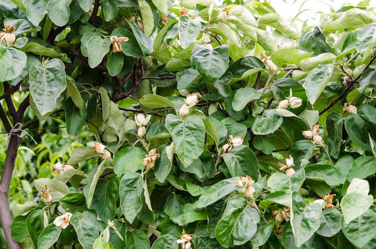 When and How to Harvest Quince Leaves for Tea Tips and Benefits by