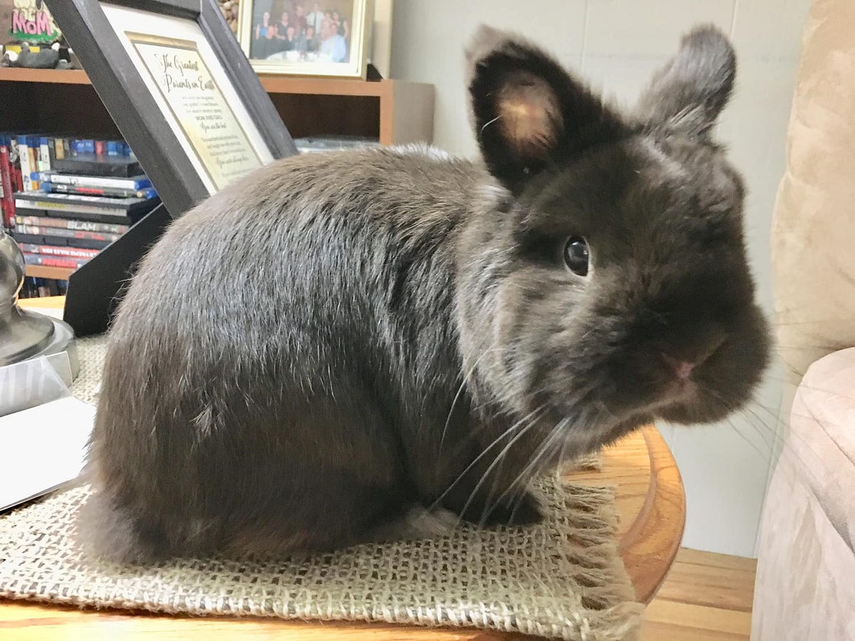 How Rabbits Changed My Life: Beckys Story | by Anne M Smith | Binky And  Beyond | Medium