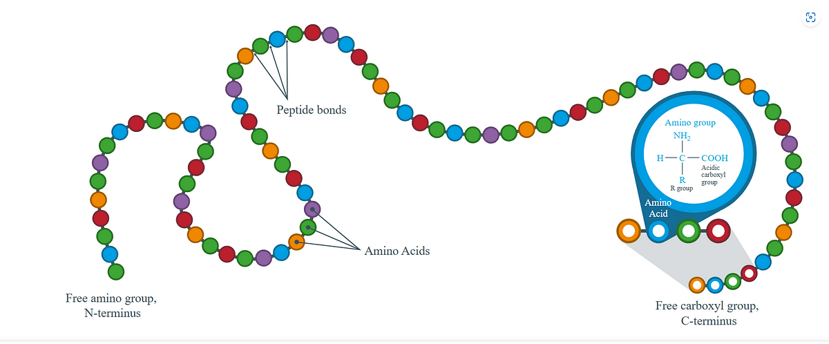 The Essential Role of Amino Acids: Building Blocks of Life for Humans ...