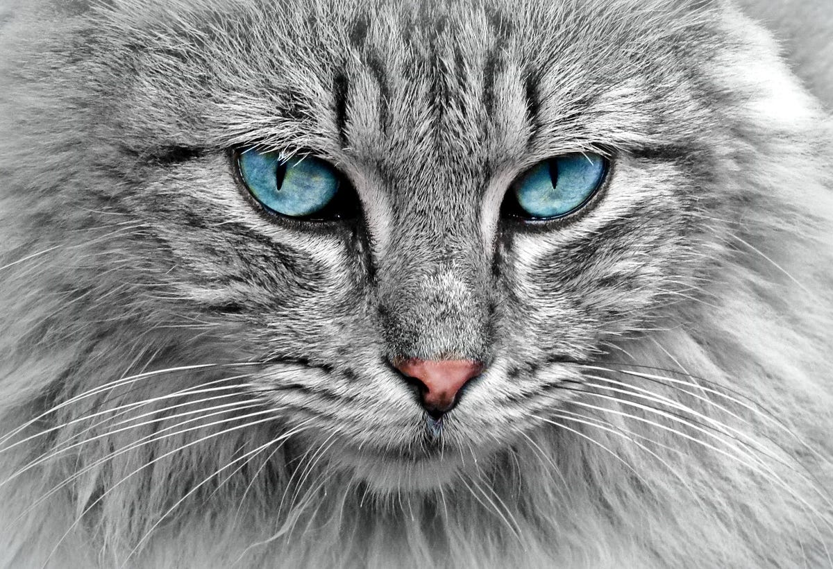 Cats' dazzling eye colors may come from 1 unusual ancestor