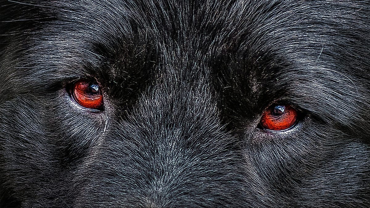 12 Scariest Dog Breeds Known to Man | Medium