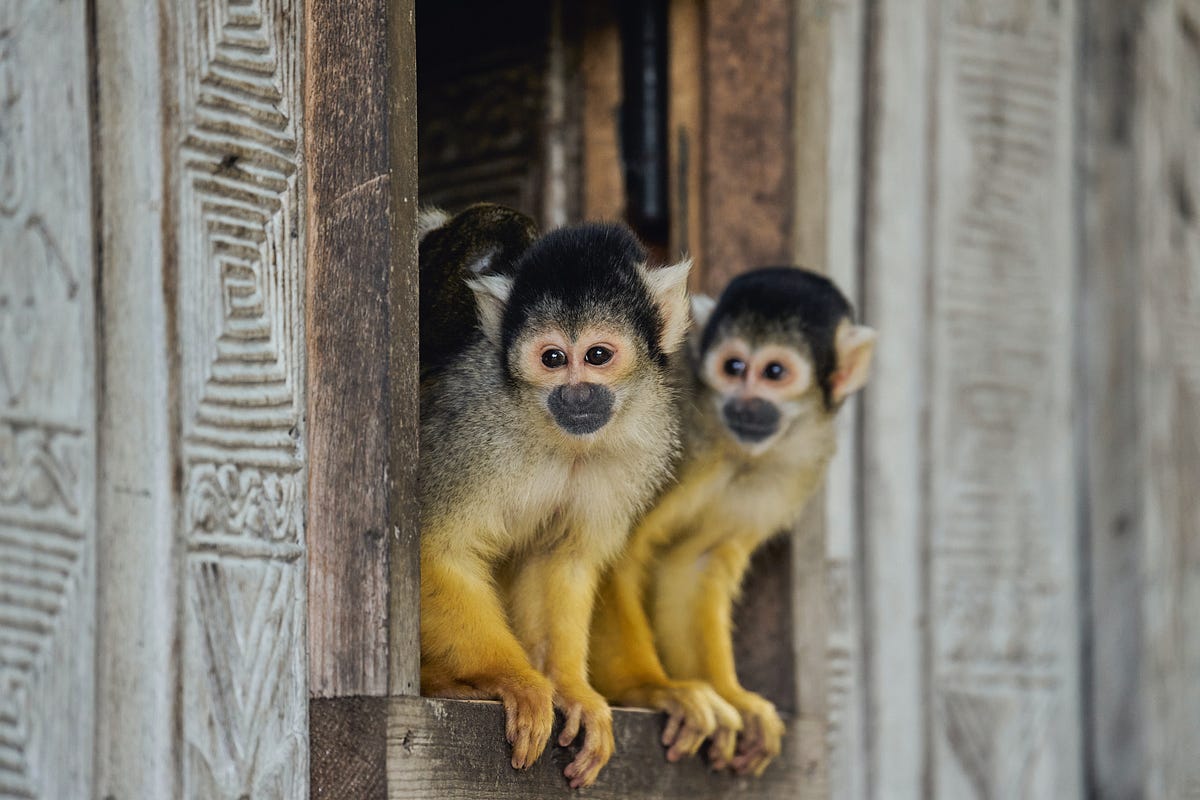 Female monkeys reveal the secret to living longer. It’s friendship with ...