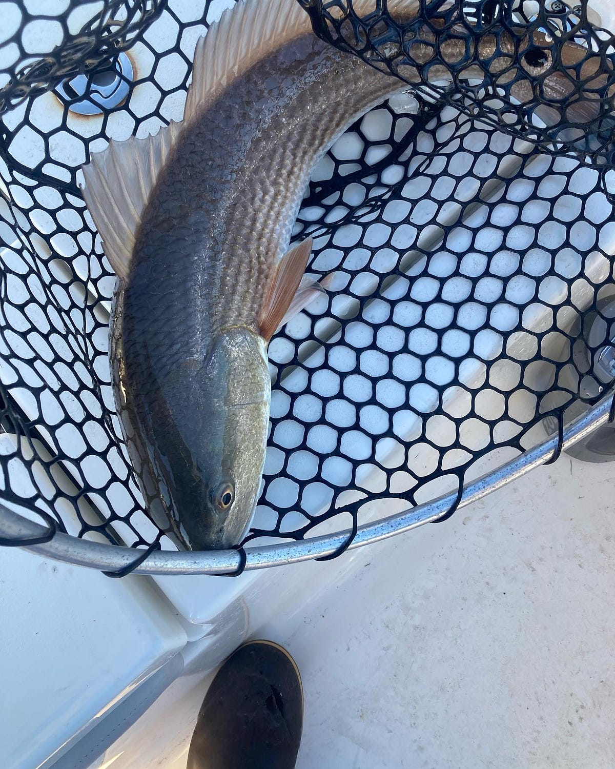 The Best Inshore Charter Fishing Locations in Charleston, SC The Reel