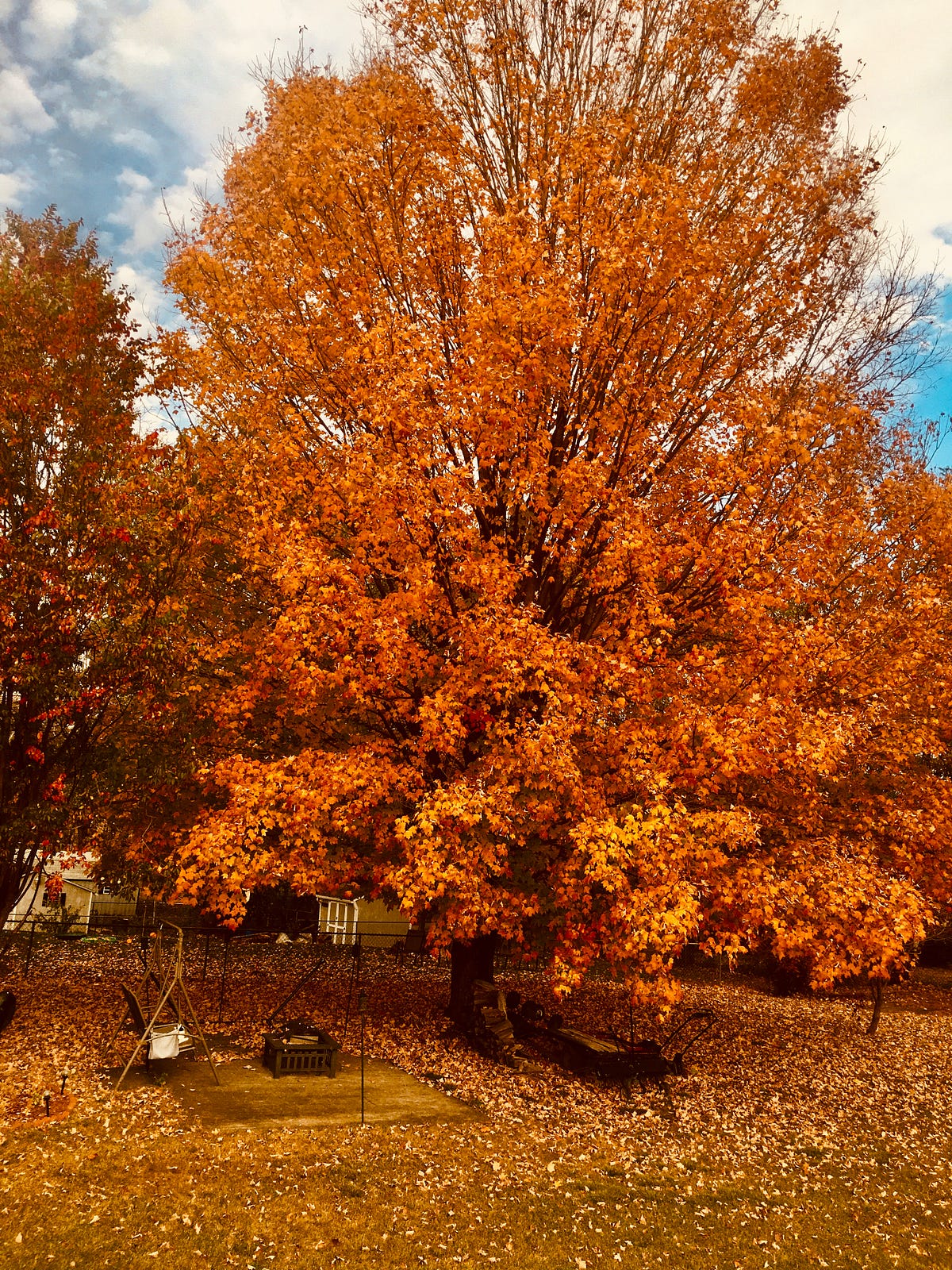 I Speak Tree. A Dendrophile Guide to falling into the… | by Jerileewei ...