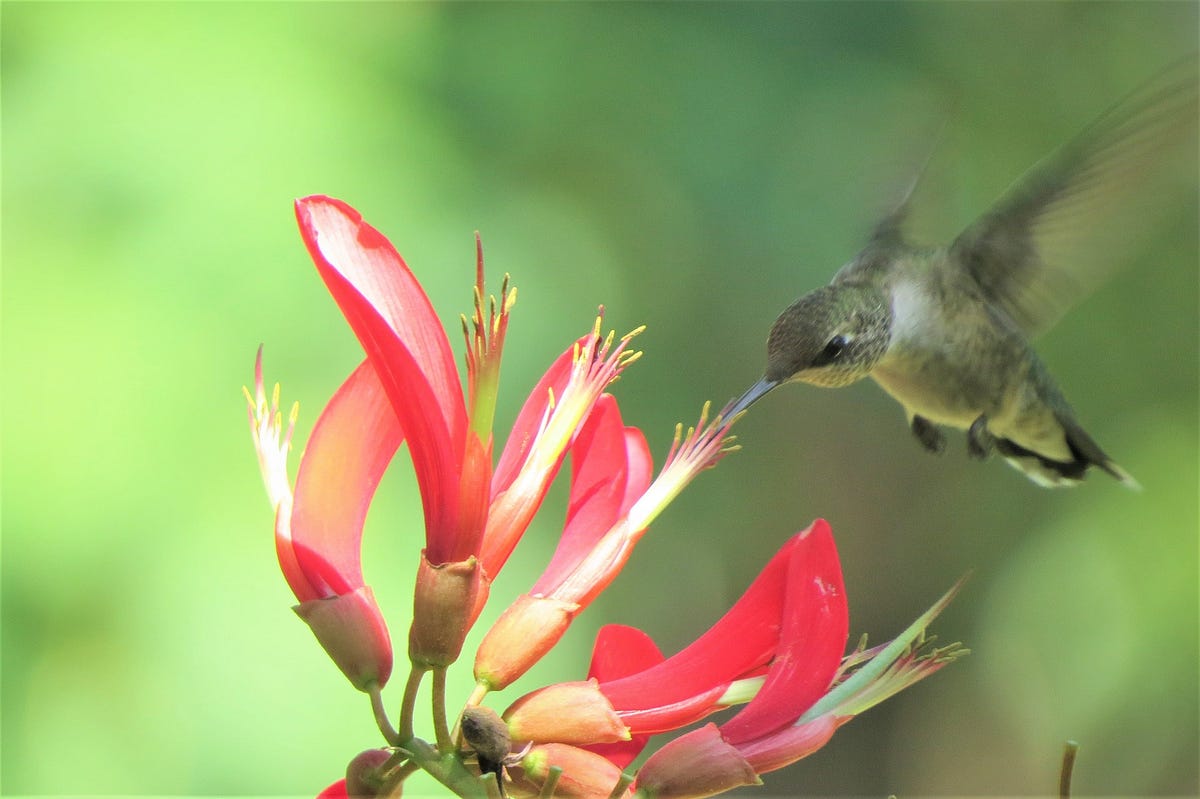 Learn how native plants attract hummingbirds. Medium