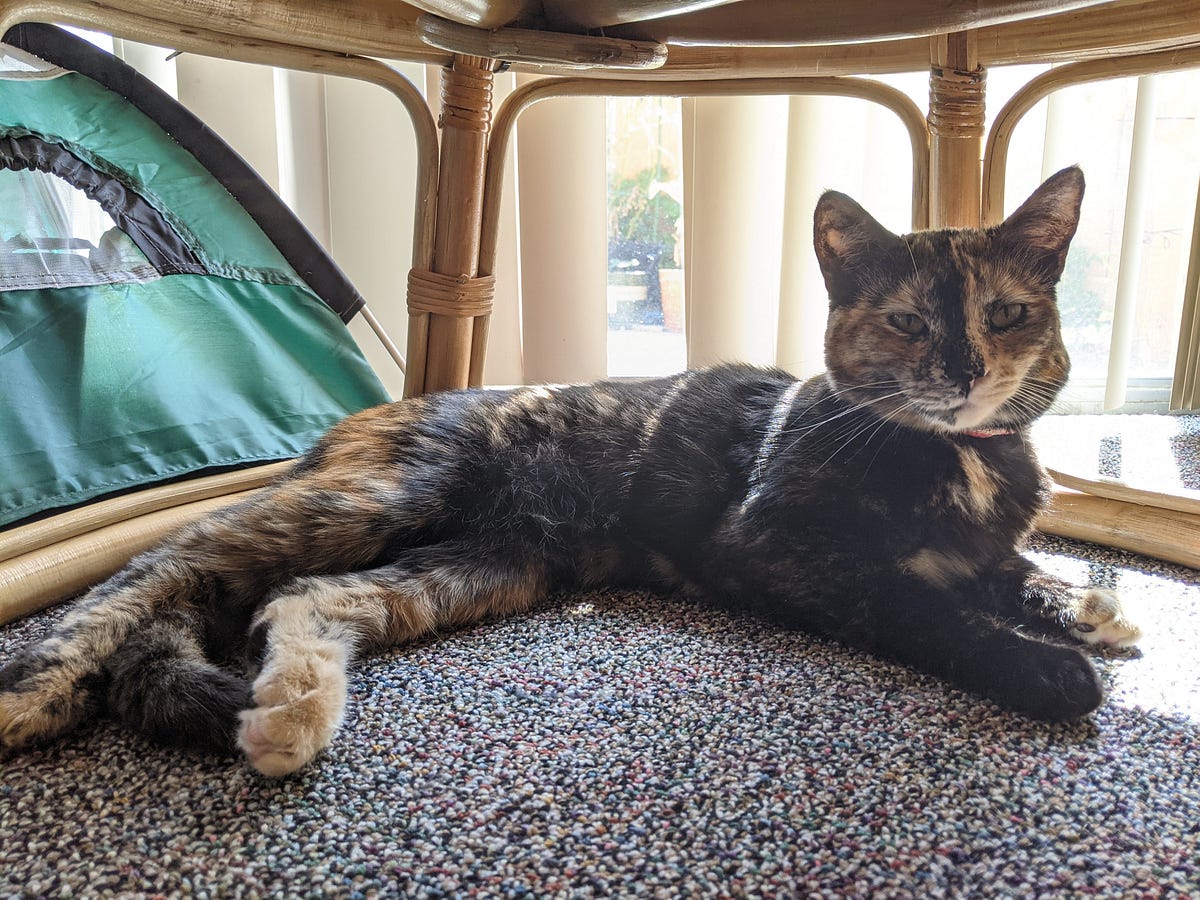 Cat Poop Versus Robot Vacuum. Who Wins? by Matea Djokic, M.S. Medium