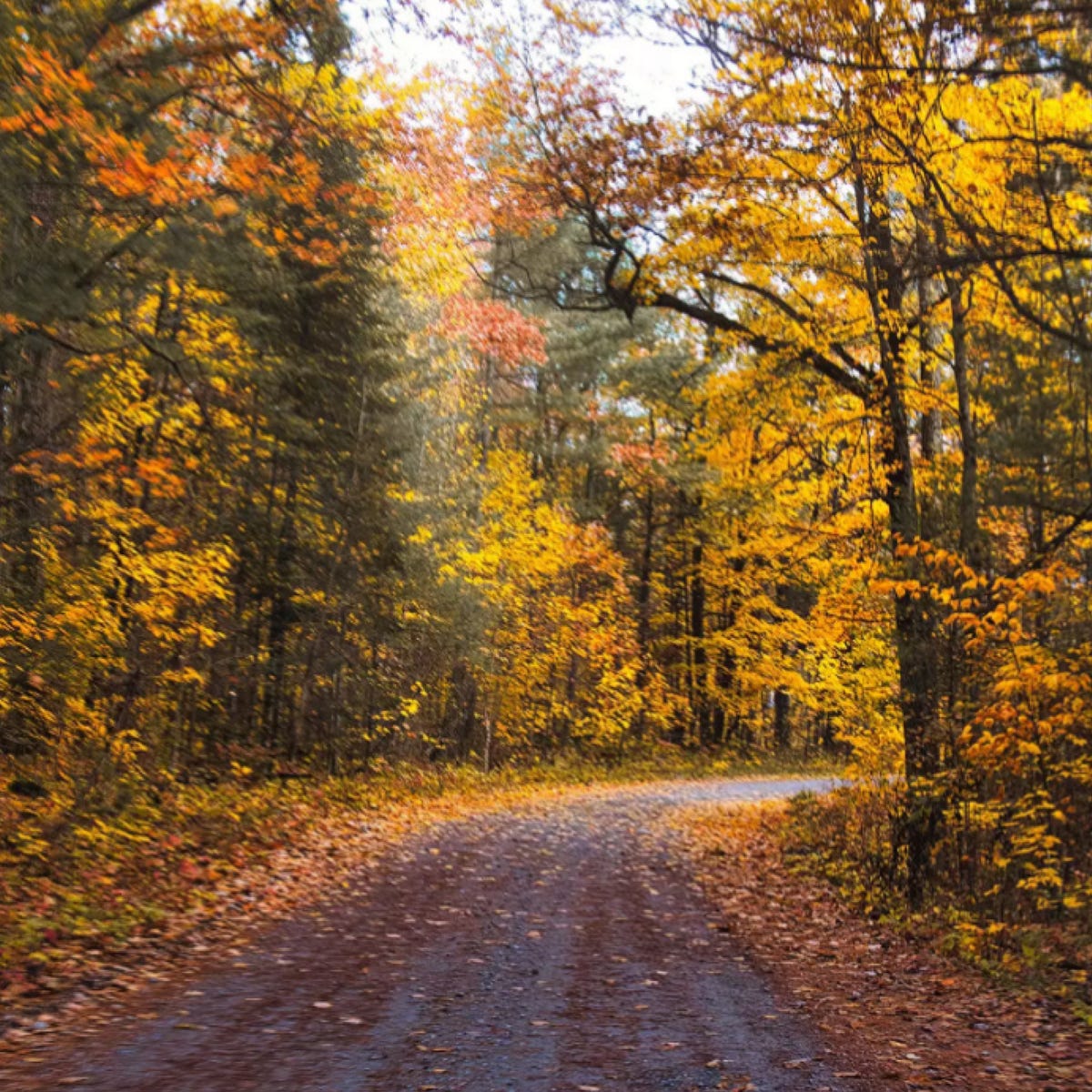 “A Lakeside Marvel: Discovering Fall Foliage in Ontario Canada Along ...