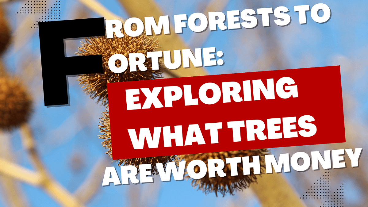 From Forests To Fortune Exploring What Trees Are Worth Money by