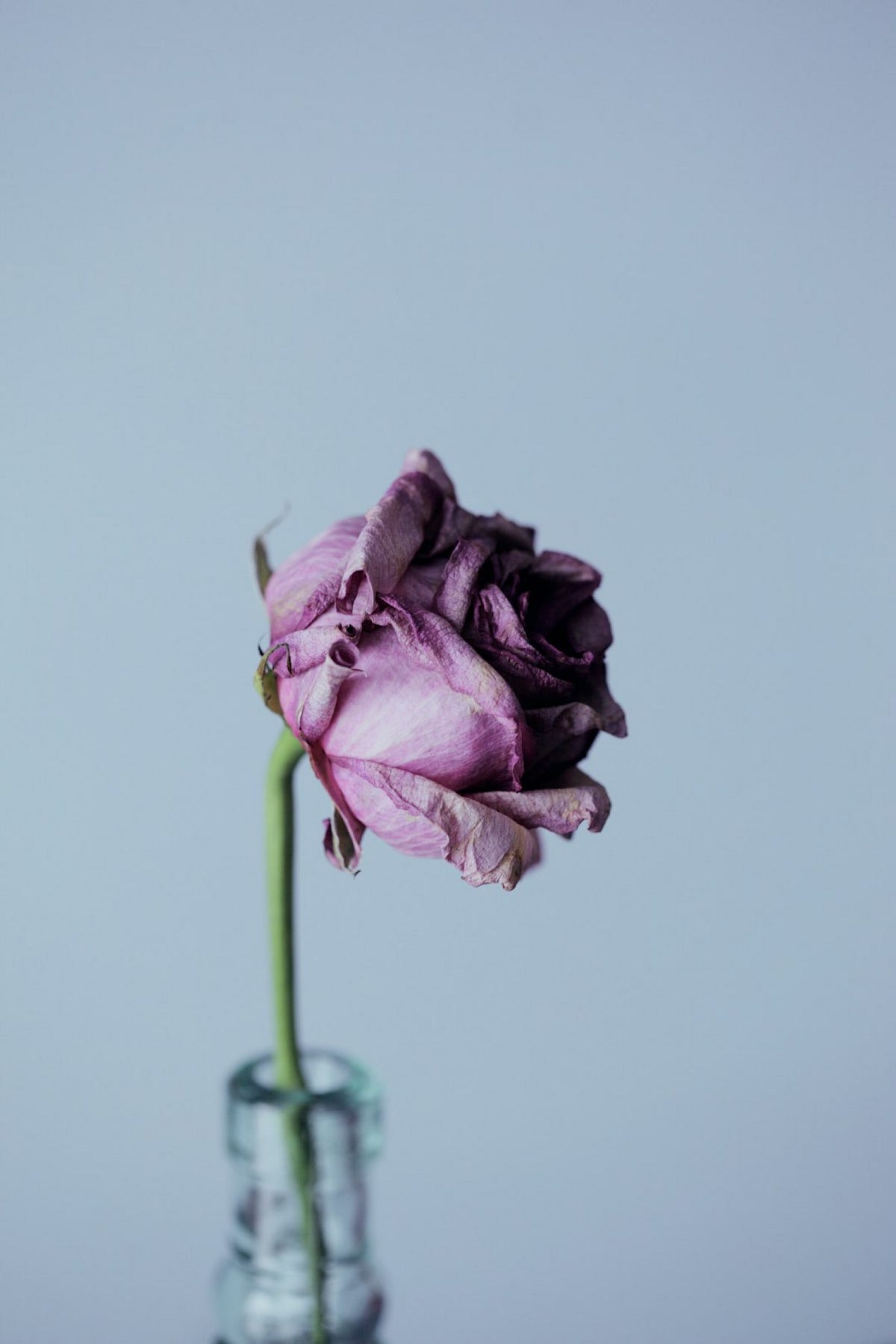 Withered flower. When you pluck a flower from the ground… by Ayyash