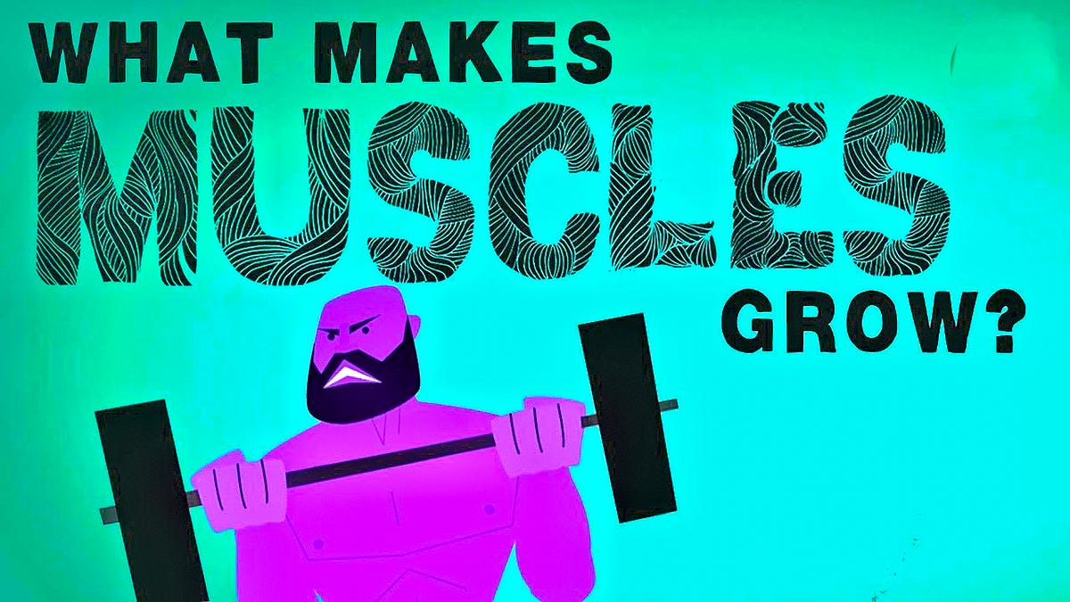 What Makes Muscles Grow Muscles We Have Over 600 Of Them They By what-makes-muscles-grow-muscles-we-have-over-600-of-them-they-by