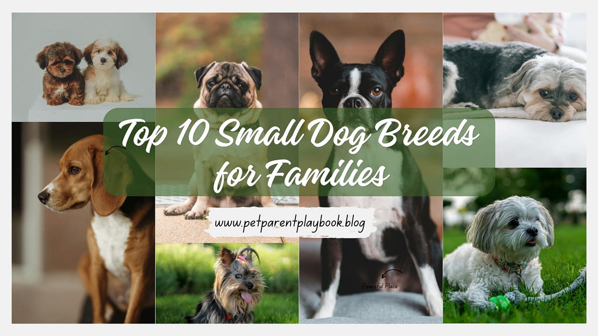 top-10-small-dog-breeds-for-families-a-pet-lover-s-guide-prashant