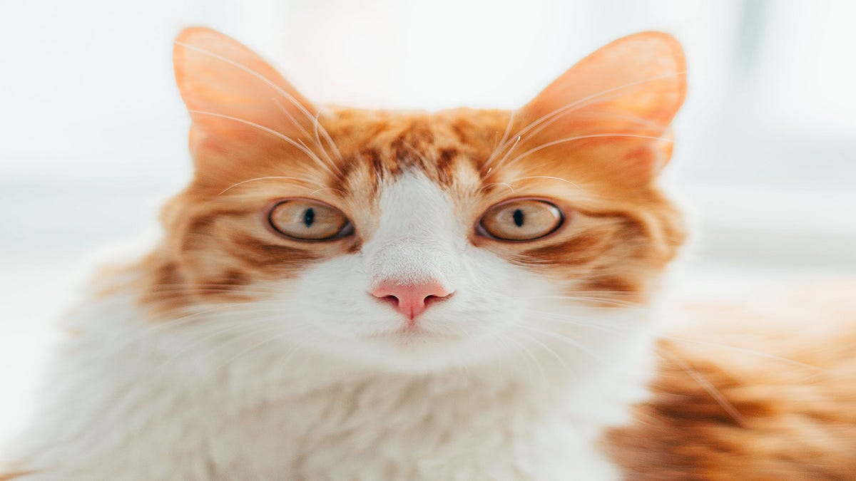 How to Take Your Cats Body Temperature by Make Yourself Knowledgeable