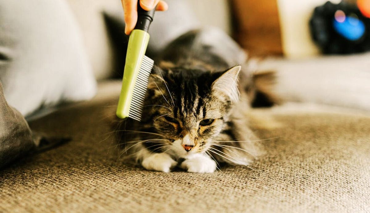 Can Cat Lice Transfer To Humans?. Cats are beloved members of many