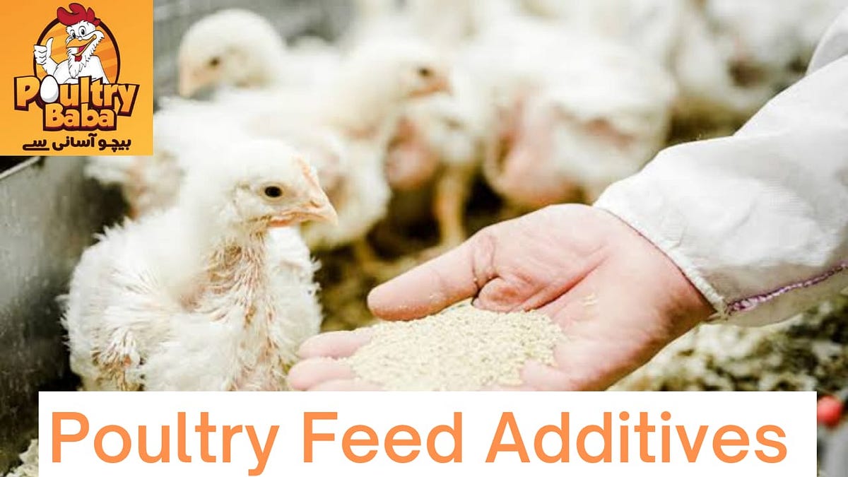Poultry Feed Additives. A key factor in this achievement has… by