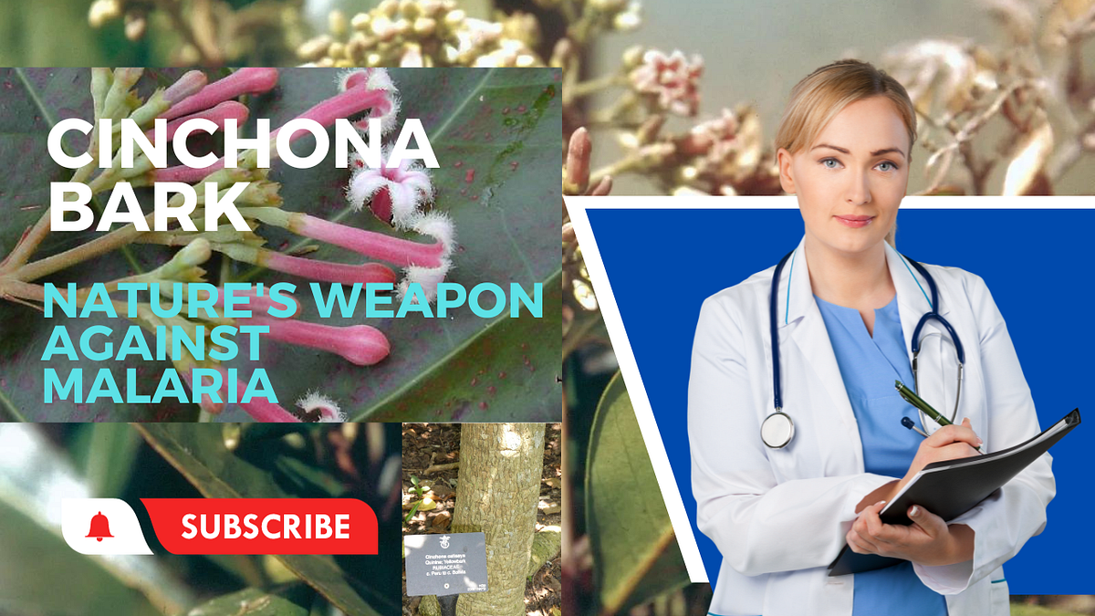 Cinchona Bark Nature’s Weapon Against Malaria by Global Advisor Medium