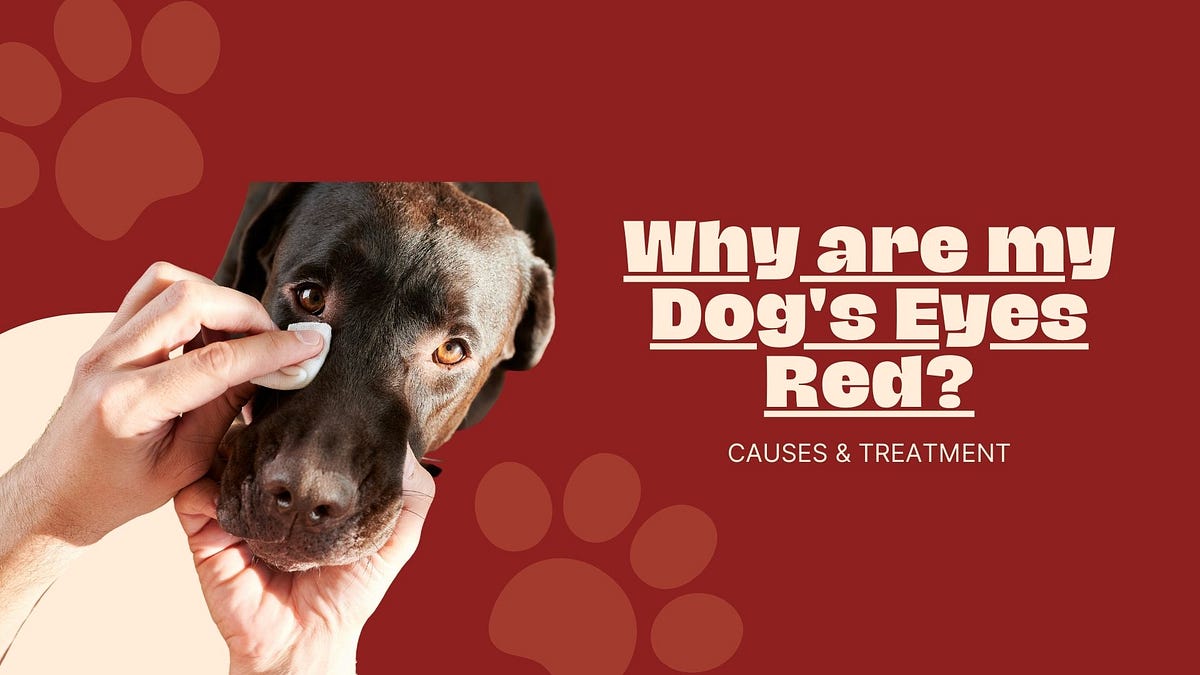 Why Are My Dog’s Eyes Red? Causes & Treatment by Dogzxvibe Jul, 2023 Medium